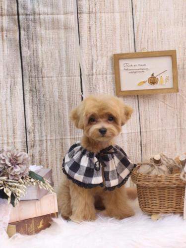 20241014らぶちゃん